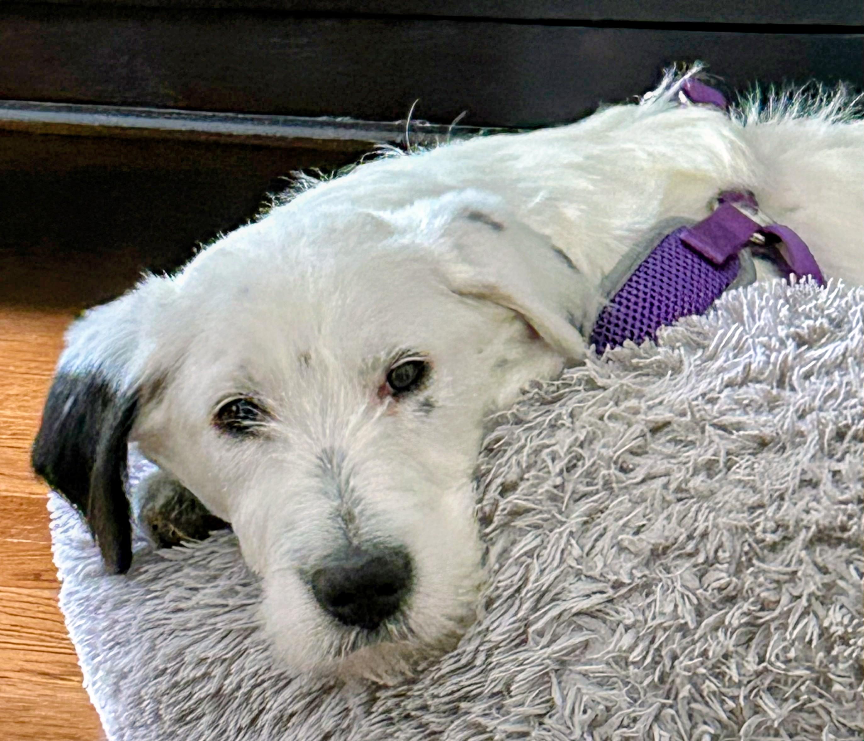 Emma - In NJ , an adoptable mixed breed in Willington, CT image 2/6
