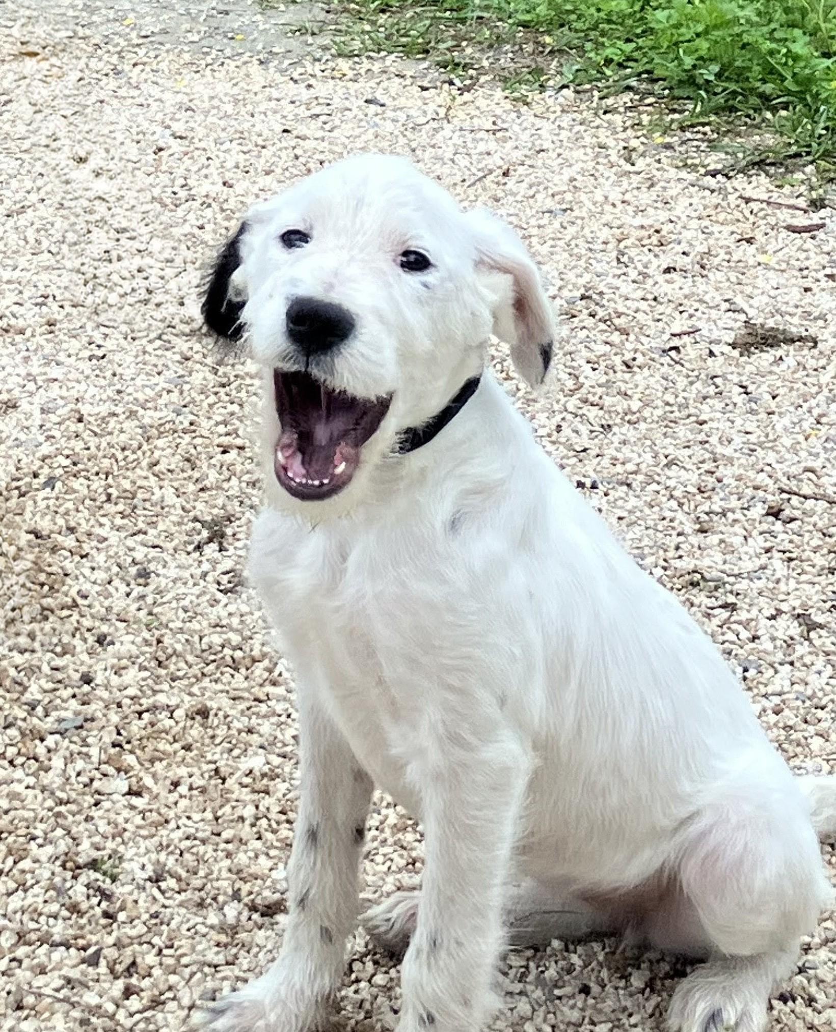 Enlarge Emma, an adoptable mixed breed in Willington, CT image 3/6