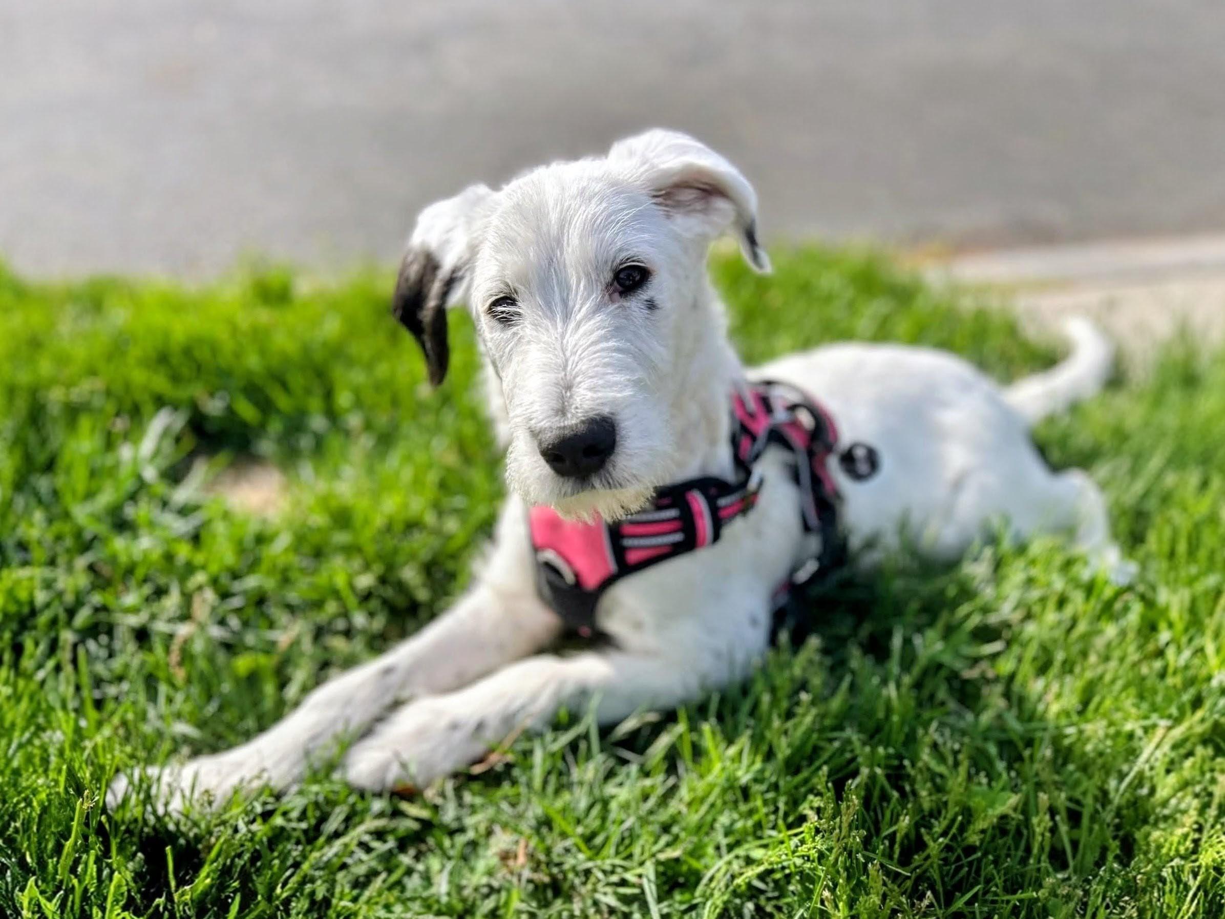 Emma - In NJ , an adoptable mixed breed in Willington, CT image 3/6