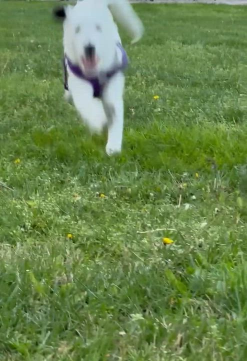 Enlarge Emma - In NJ , an adoptable mixed breed in Willington, CT video 6/6