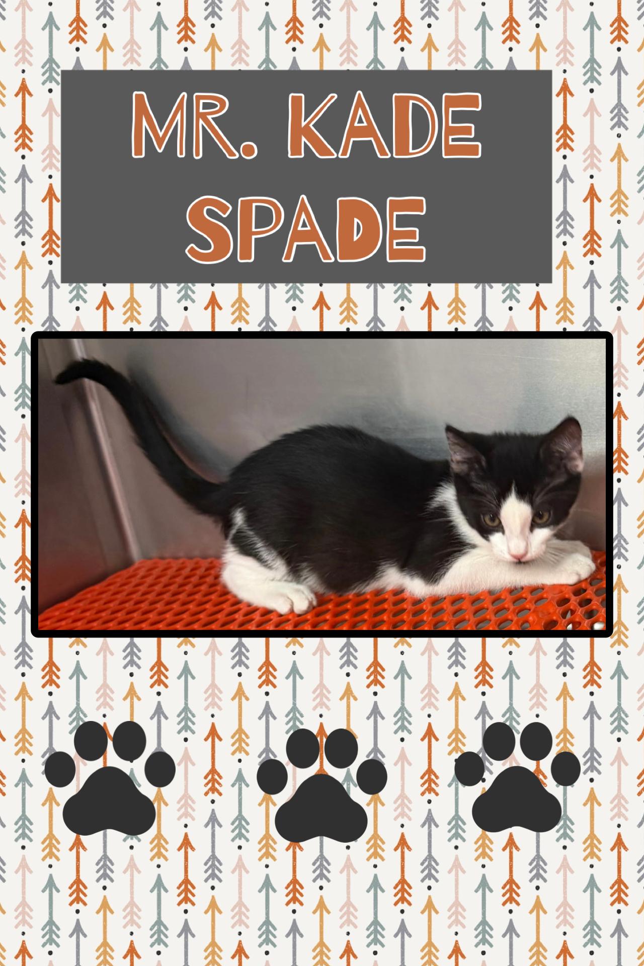 Enlarge Kade Spade, a Adopted Domestic Short Hair in Kearney, NE image 1/1