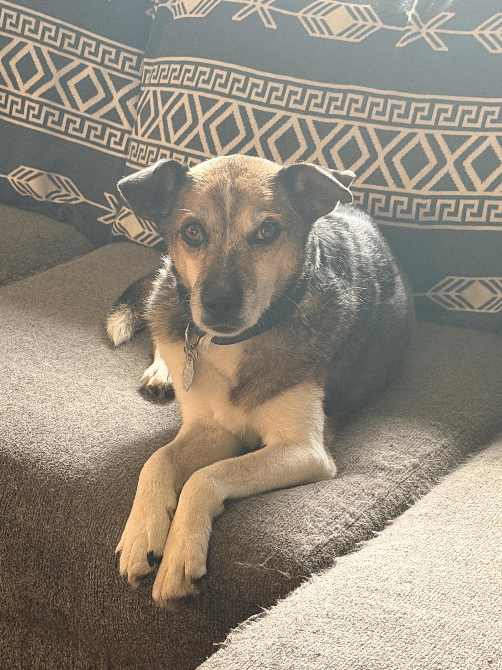 Enlarge Kuzco, a Adoptable Beagle in Fort Collins, CO image 1/3