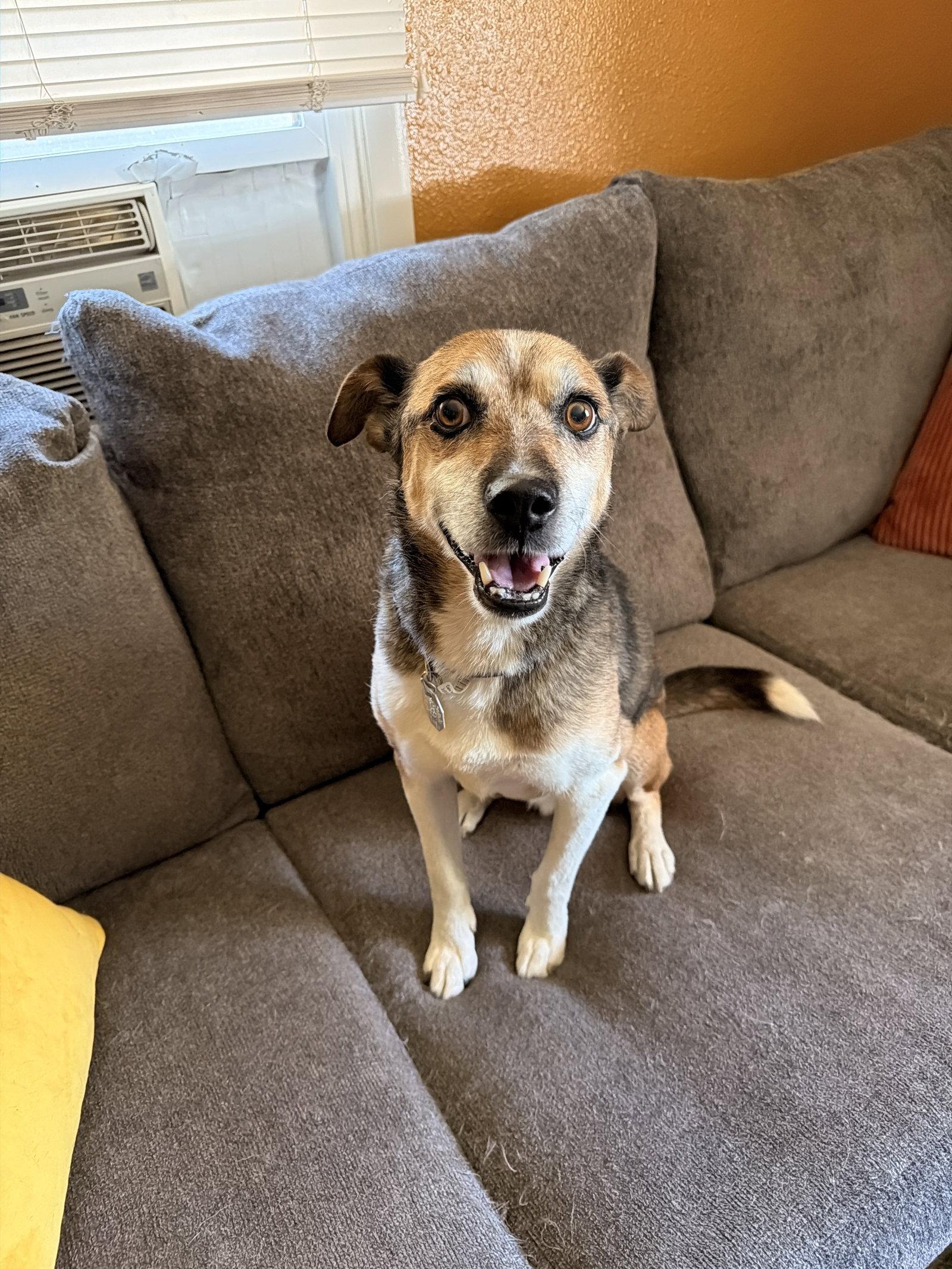 Enlarge Kuzco, a Adoptable Beagle in Fort Collins, CO image 2/3