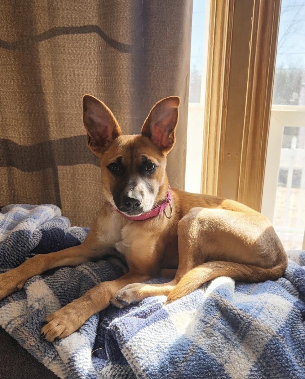 Bluet , ADOPTABLE, Puppy Female Mixed Breed.