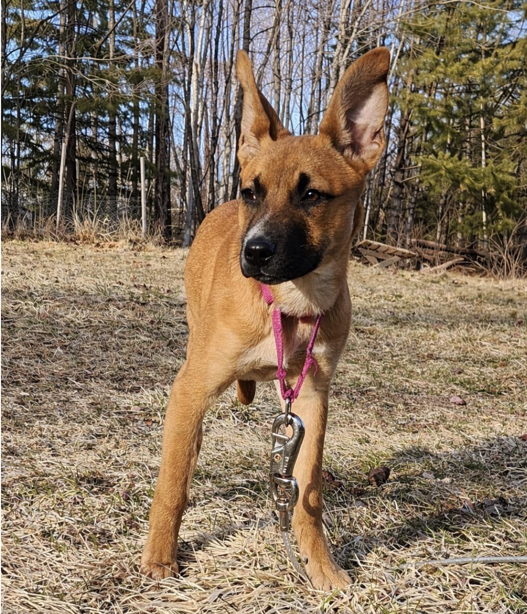 Enlarge Bluet , a ADOPTABLE Mixed Breed in Berwick, ME image 3/3