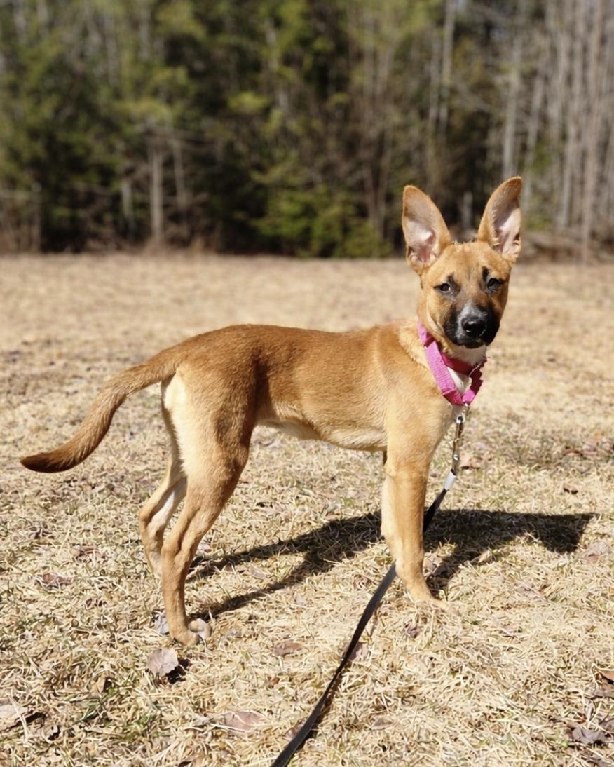 Enlarge Bluet , a ADOPTABLE Mixed Breed in Berwick, ME image 2/3