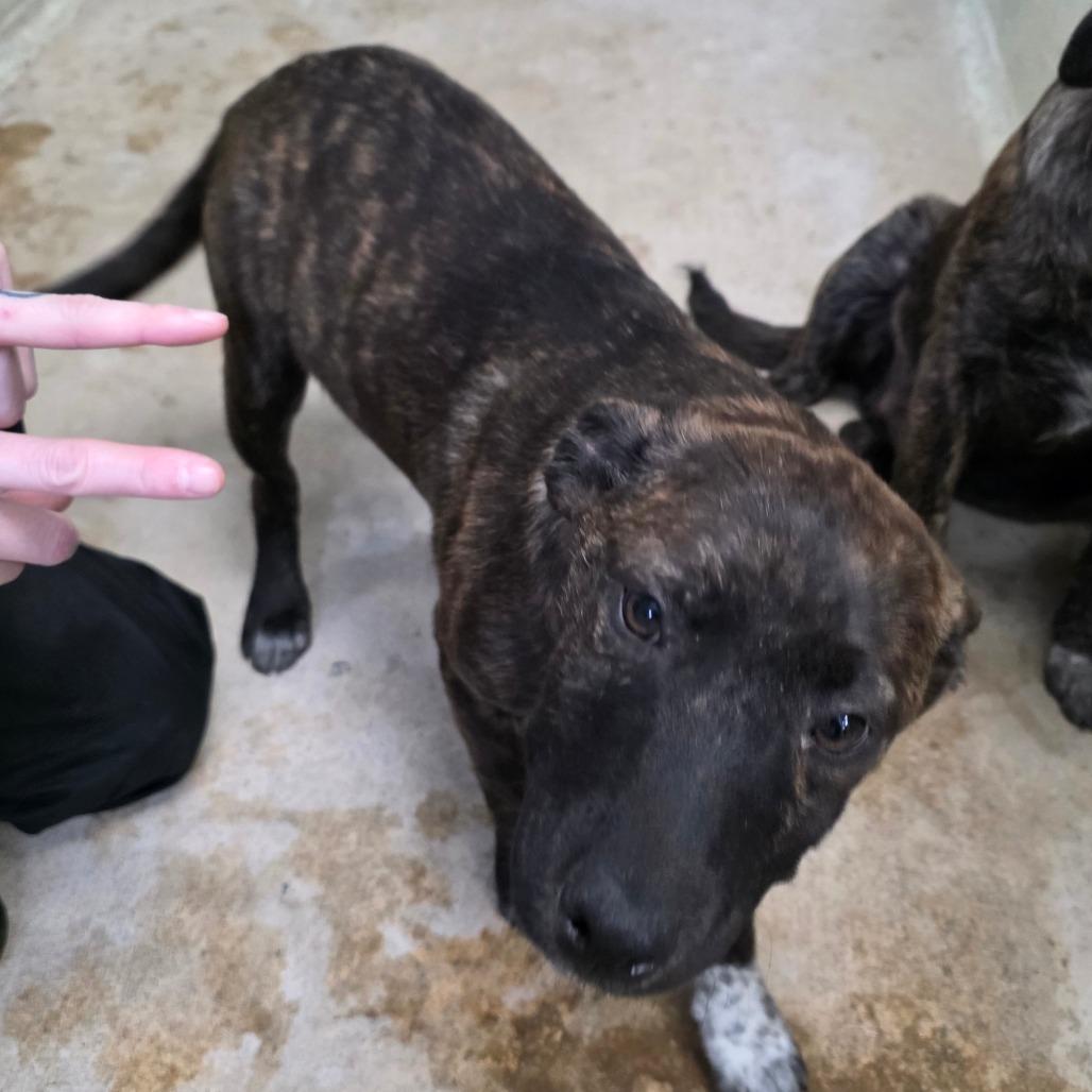 Enlarge Valerian, a Adoptable Mixed Breed in Eureka Springs, AR image 1/2