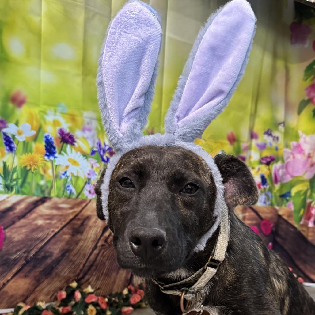 Enlarge Valerian, a Adoptable Mixed Breed in Eureka Springs, AR image 2/2