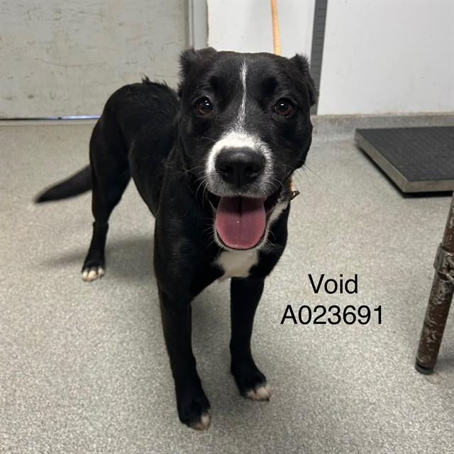 VOID, Adoptable, Young Female Labrador Retriever & Mixed Breed.