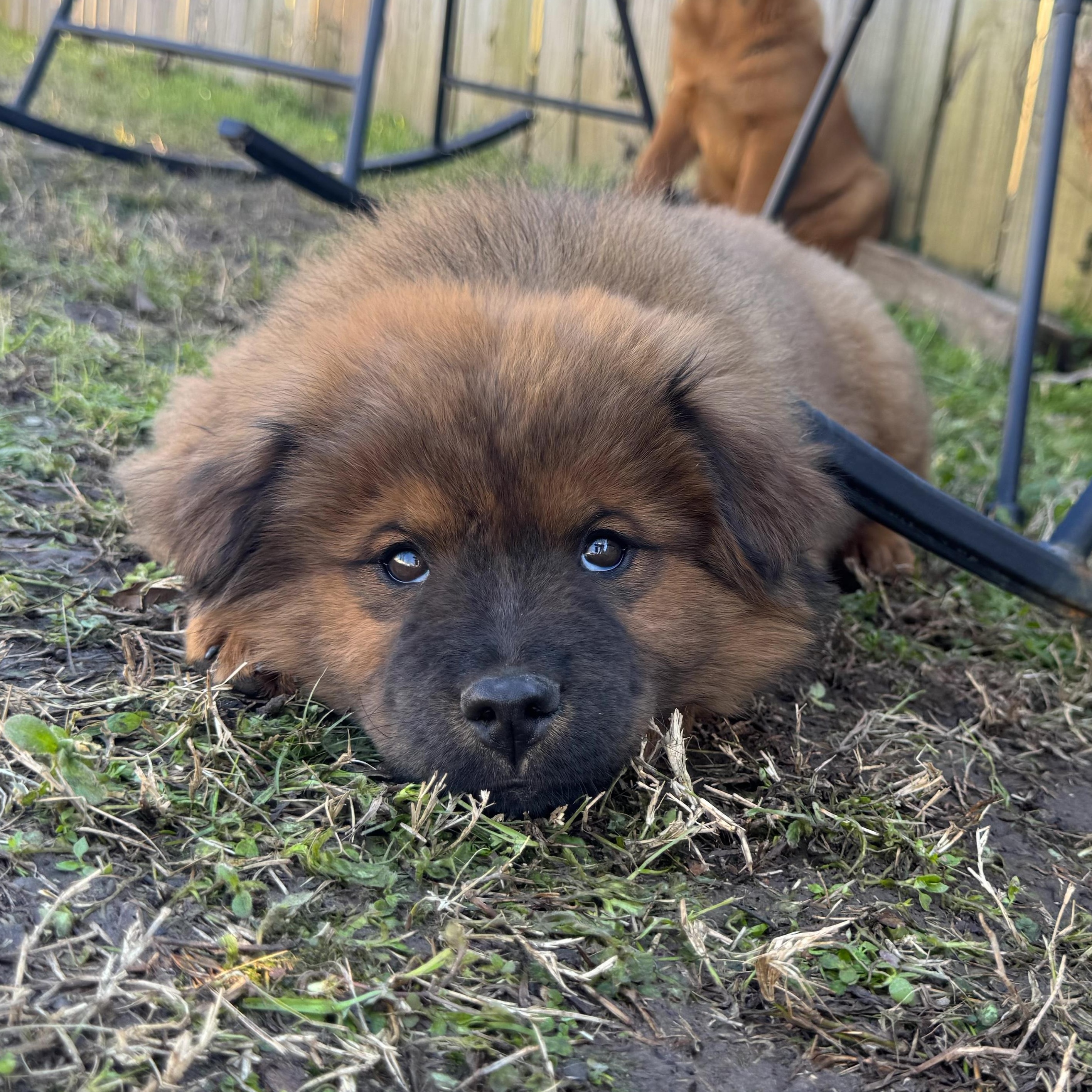 Enlarge Goose, an adopted mixed breed in Bloomfield, NJ image 4/6