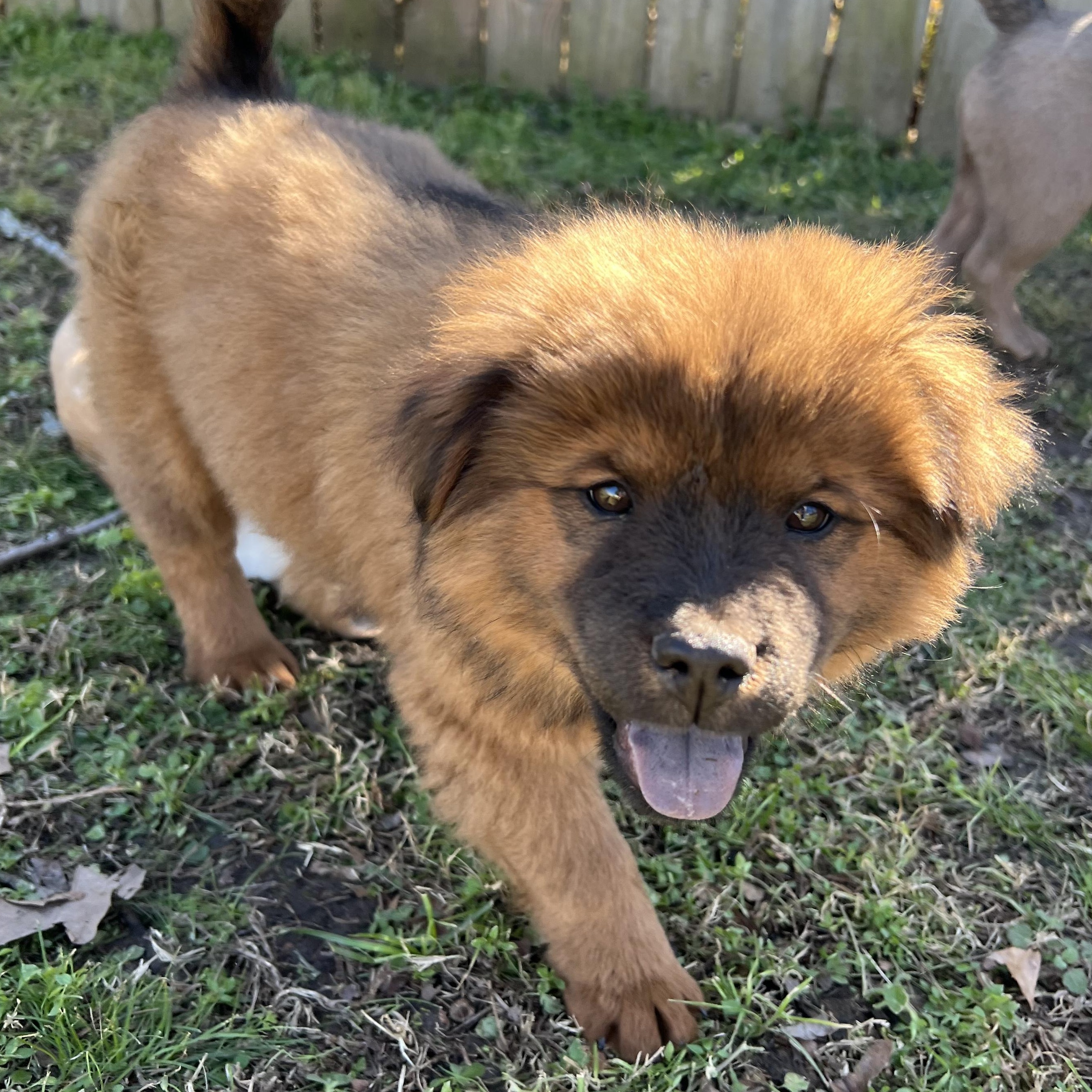 Enlarge Goose, an adopted mixed breed in Bloomfield, NJ image 2/6