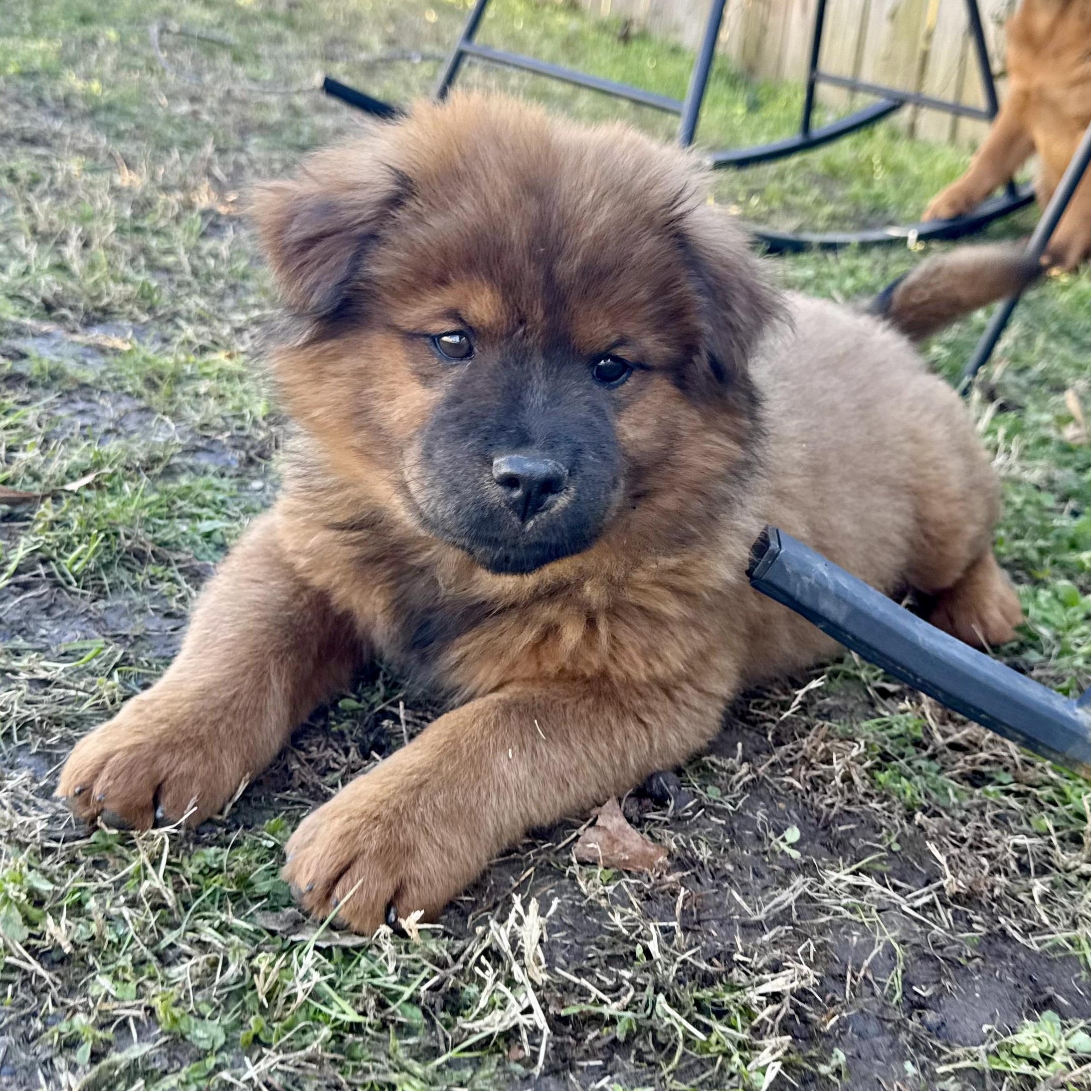 Goose, adopted, Puppy Female Chow Chow.