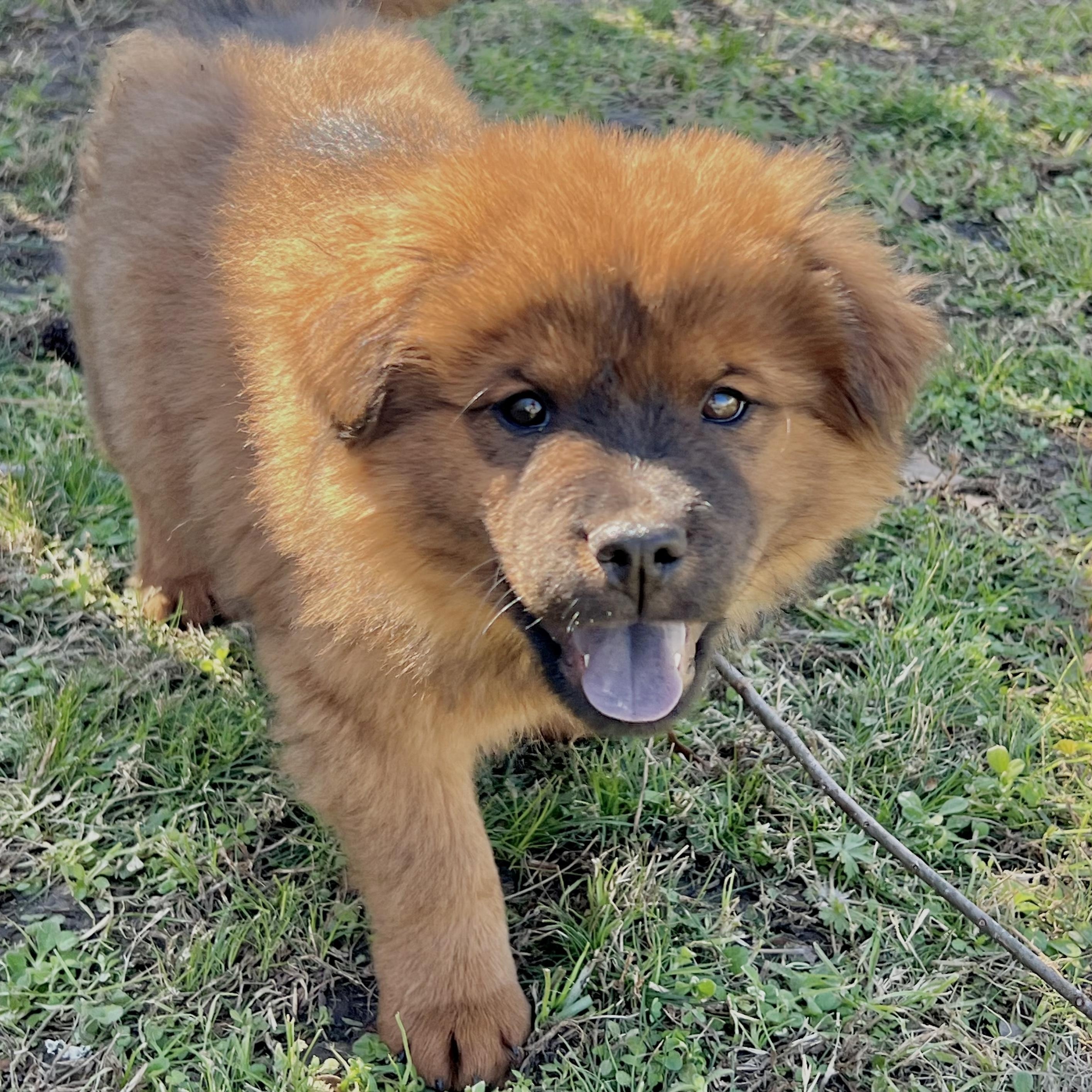 Enlarge Goose, an adopted mixed breed in Bloomfield, NJ image 5/6