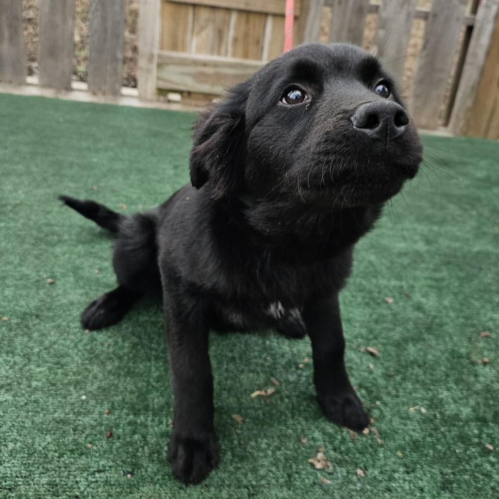 Phineas, Adoptable, Young Male Mixed Breed.
