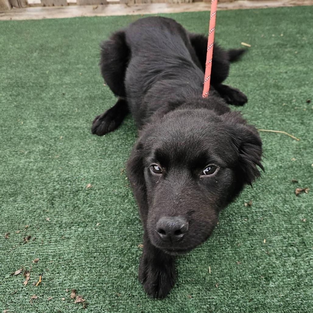 Enlarge Phineas, a Adoptable Mixed Breed in Pulaski, TN image 2/2