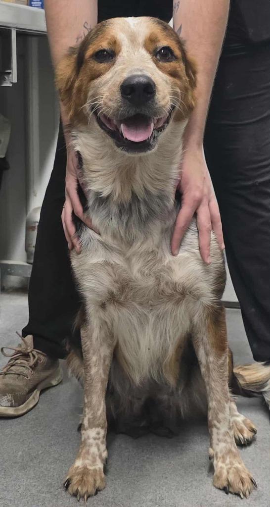 Annie, Adoptable, Young Female Collie & Border Collie.