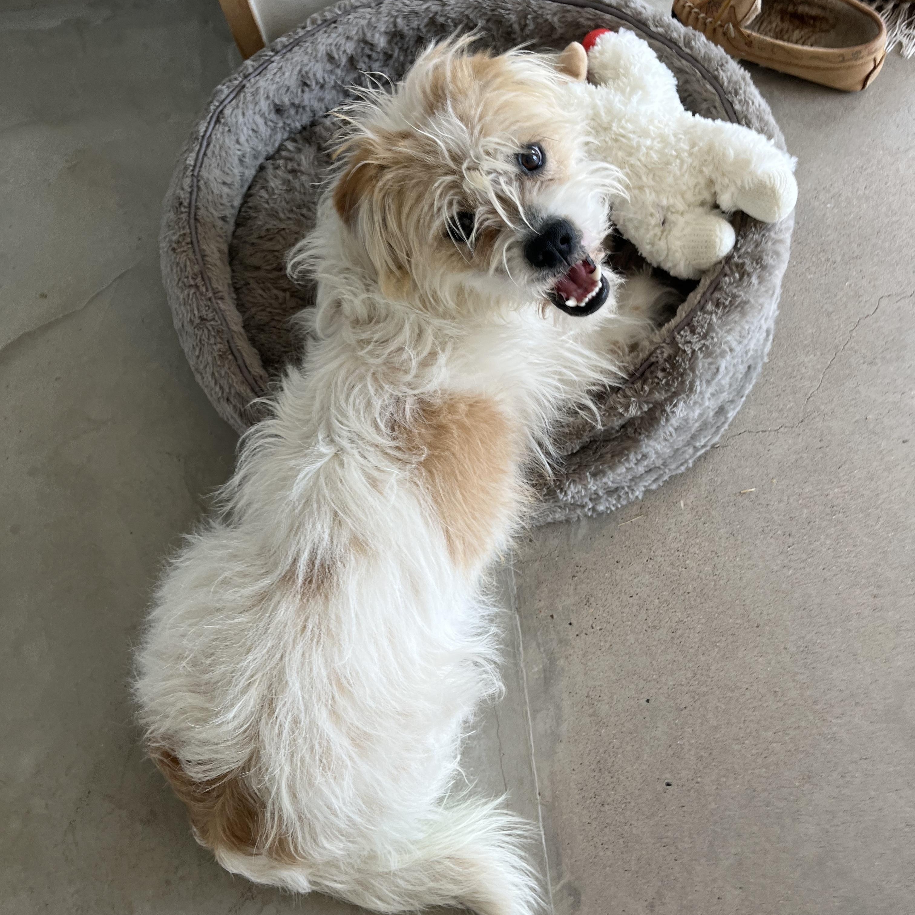 Gingerbread Man, a ADOPTABLE mixed breed in Marfa, TX image 4/6