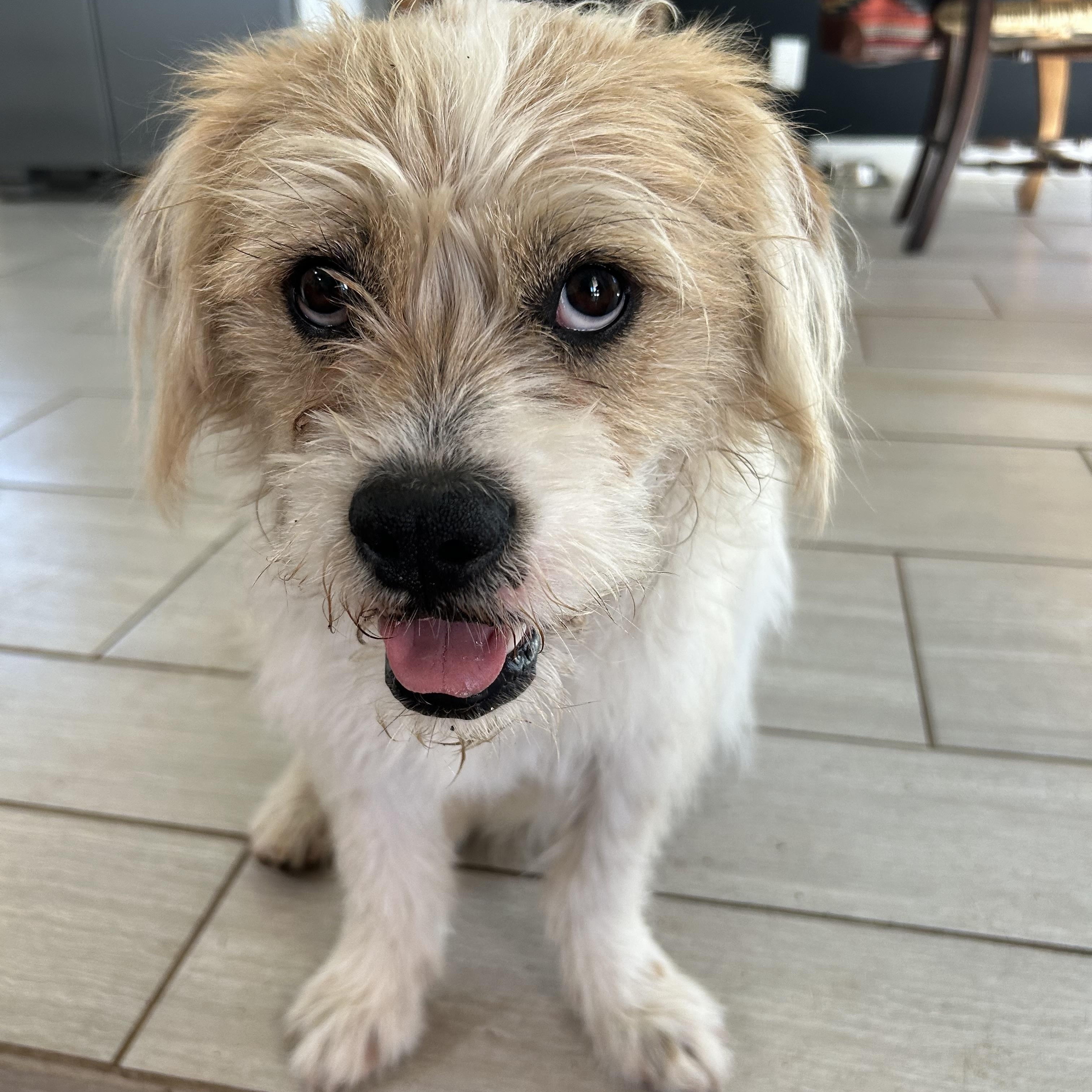 Gingerbread Man, ADOPTABLE, Young Male Terrier & Maltese.