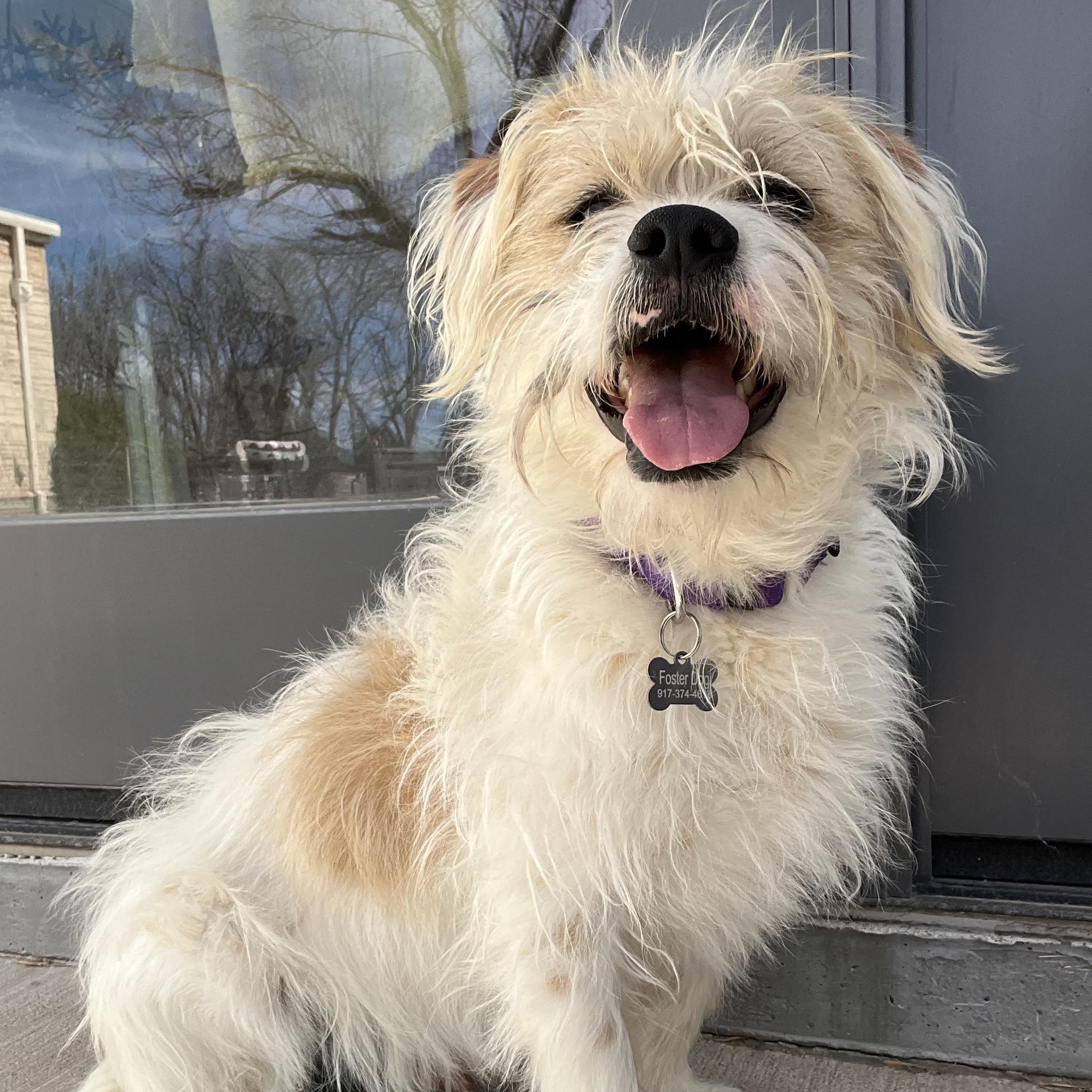 Gingerbread Man, a ADOPTABLE mixed breed in Marfa, TX image 3/6