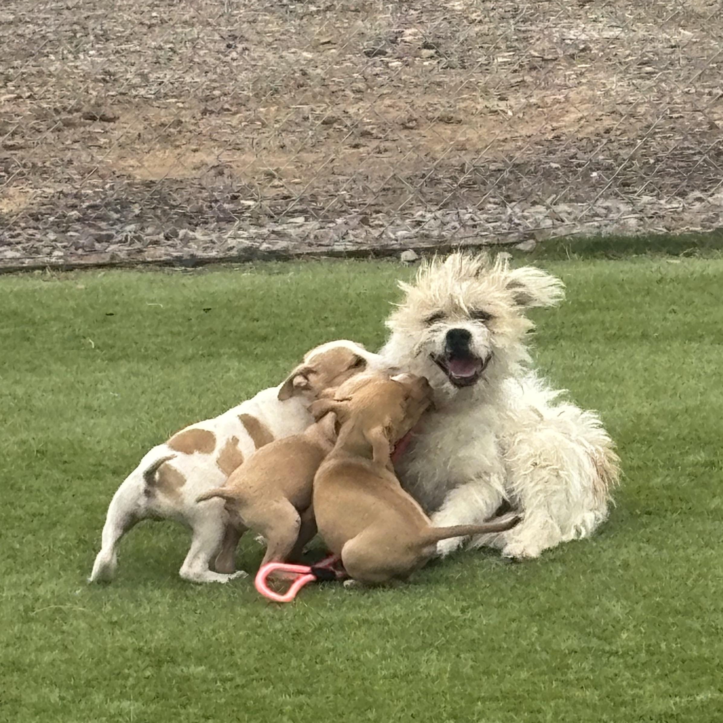 Gingerbread Man, a ADOPTABLE mixed breed in Marfa, TX image 6/6