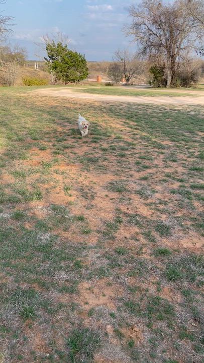 Enlarge Gingerbread Man, a ADOPTABLE mixed breed in Marfa, TX video 3/6