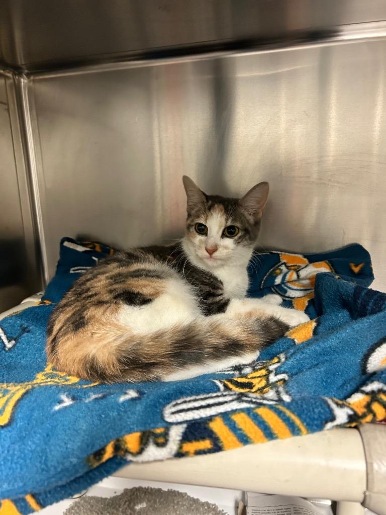 Shawna, Adoptable, Young Female Domestic Short Hair.