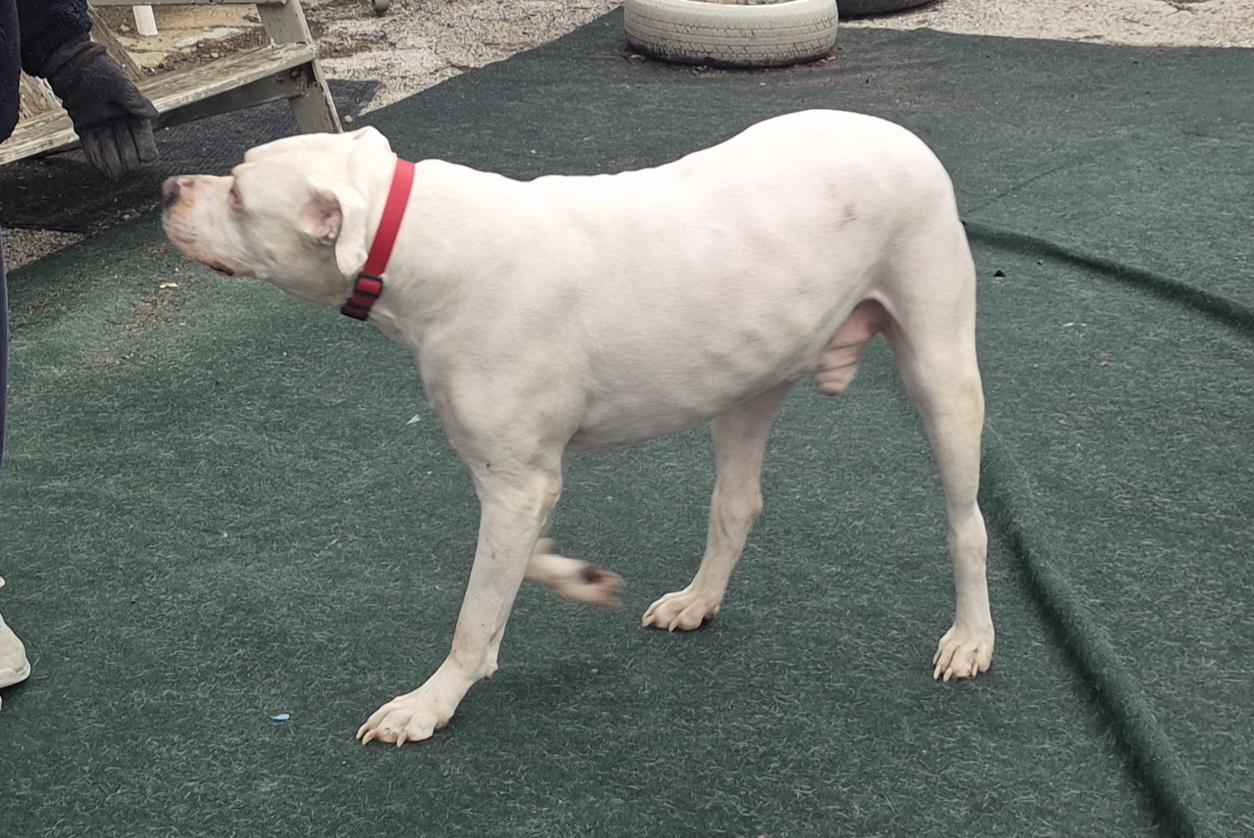 Enlarge Whitey / Kratos , an adoptable American Bully in Winchester, IL image 2/2