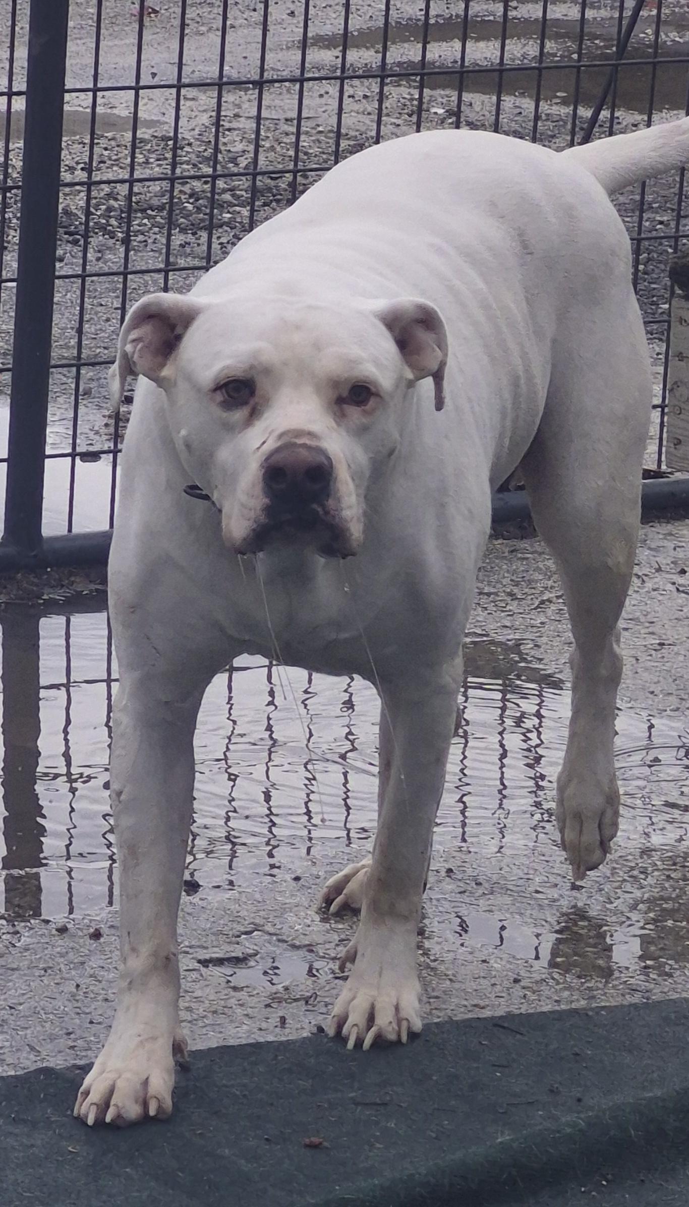 Enlarge Whitey / Kratos , an adoptable American Bully in Winchester, IL image 1/2