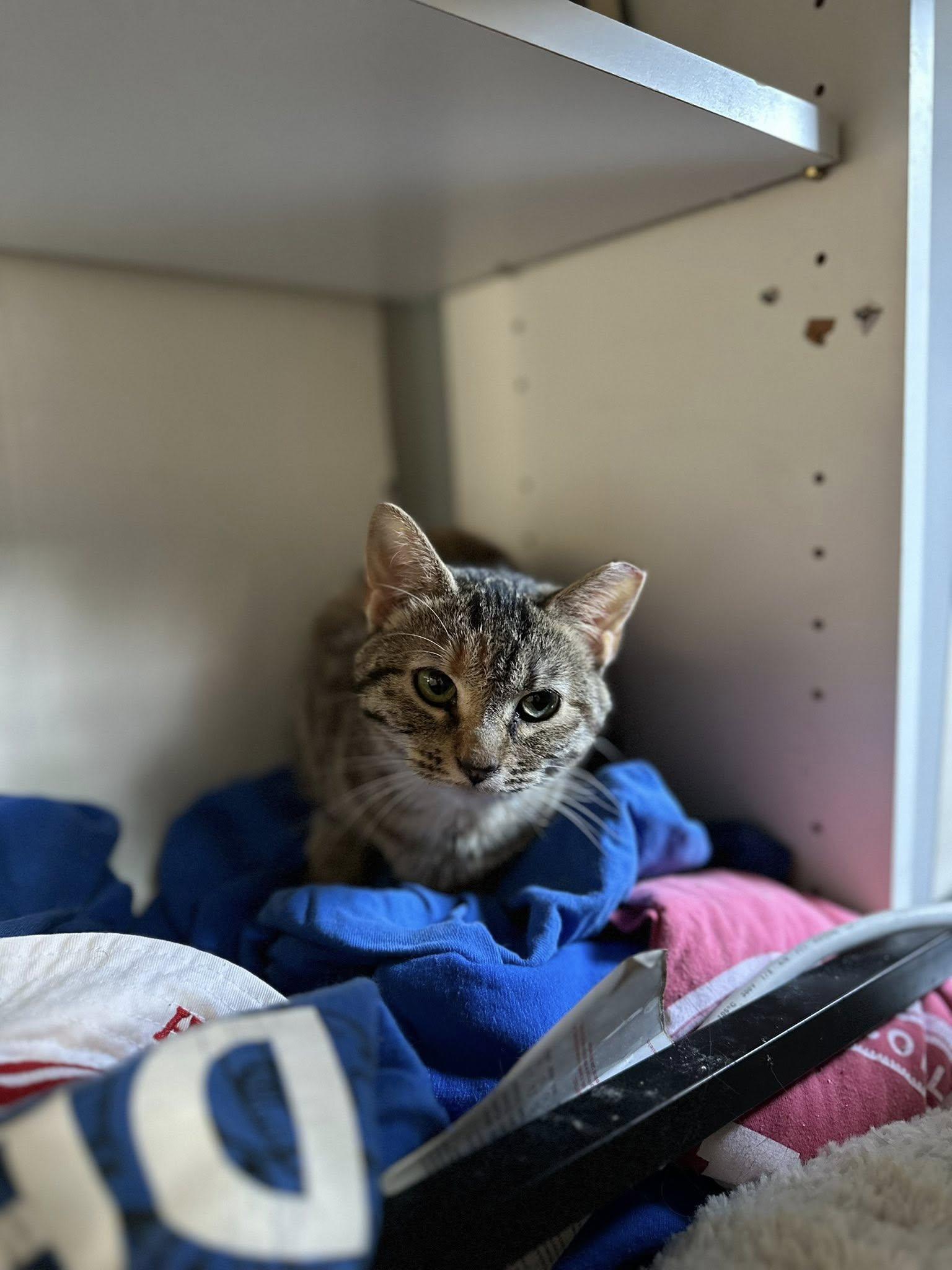 Enlarge Muffintop, an adopted Domestic Short Hair in Crawfordsville, IN image 2/2