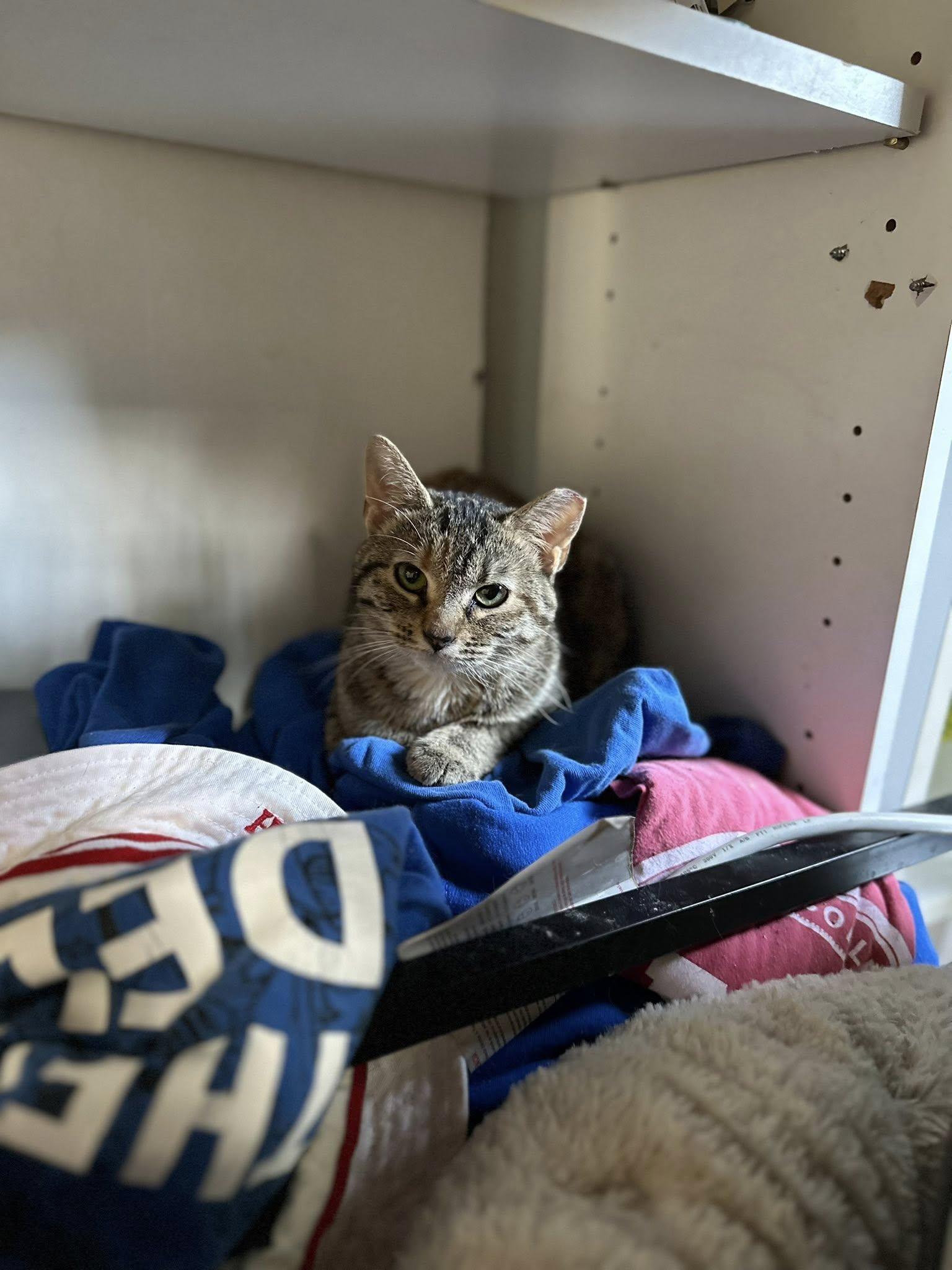 Muffintop, adopted, Young Female Domestic Short Hair.