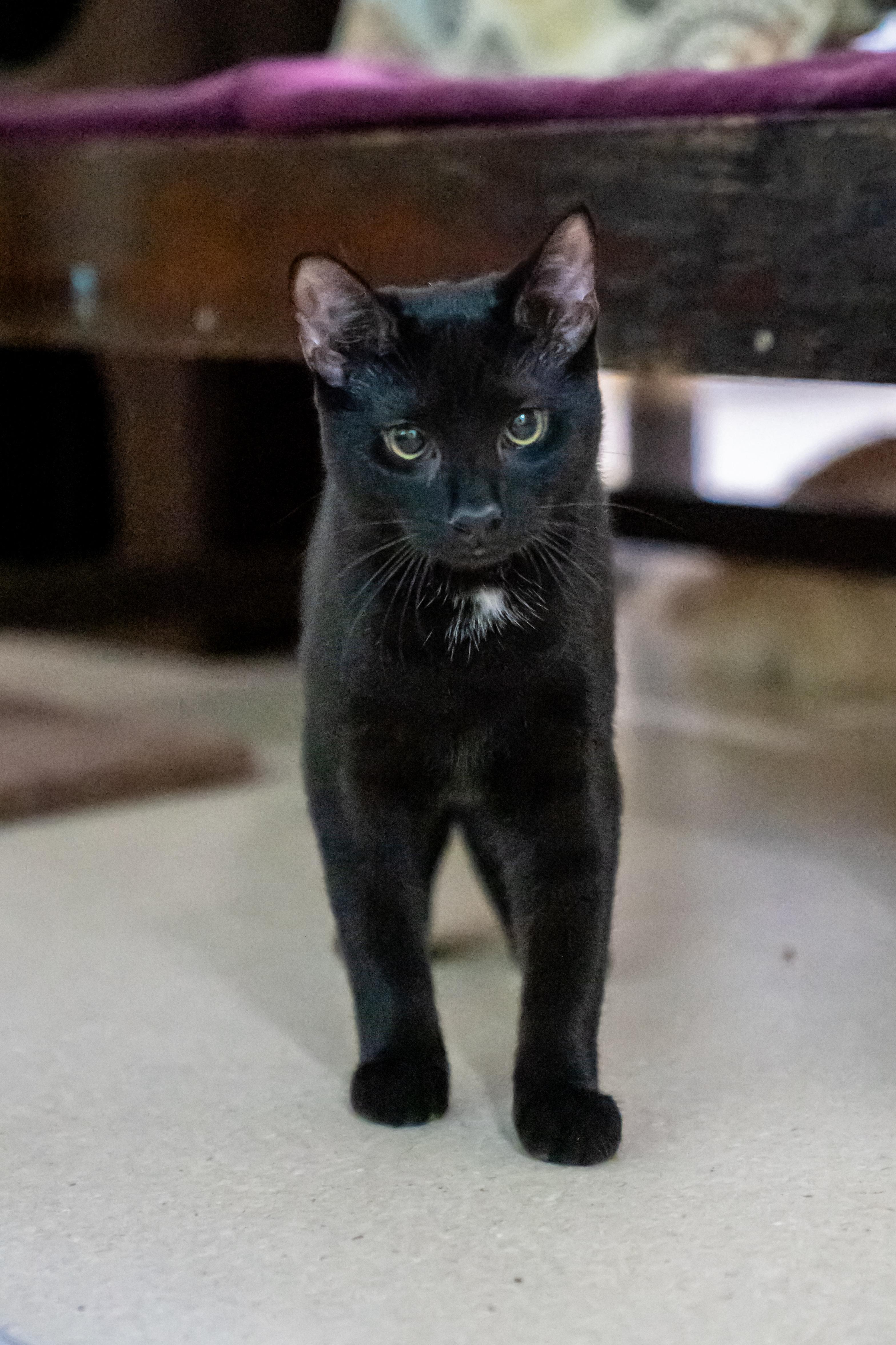 Bunny, an adopted Domestic Short Hair in Dellslow, WV image 2/4