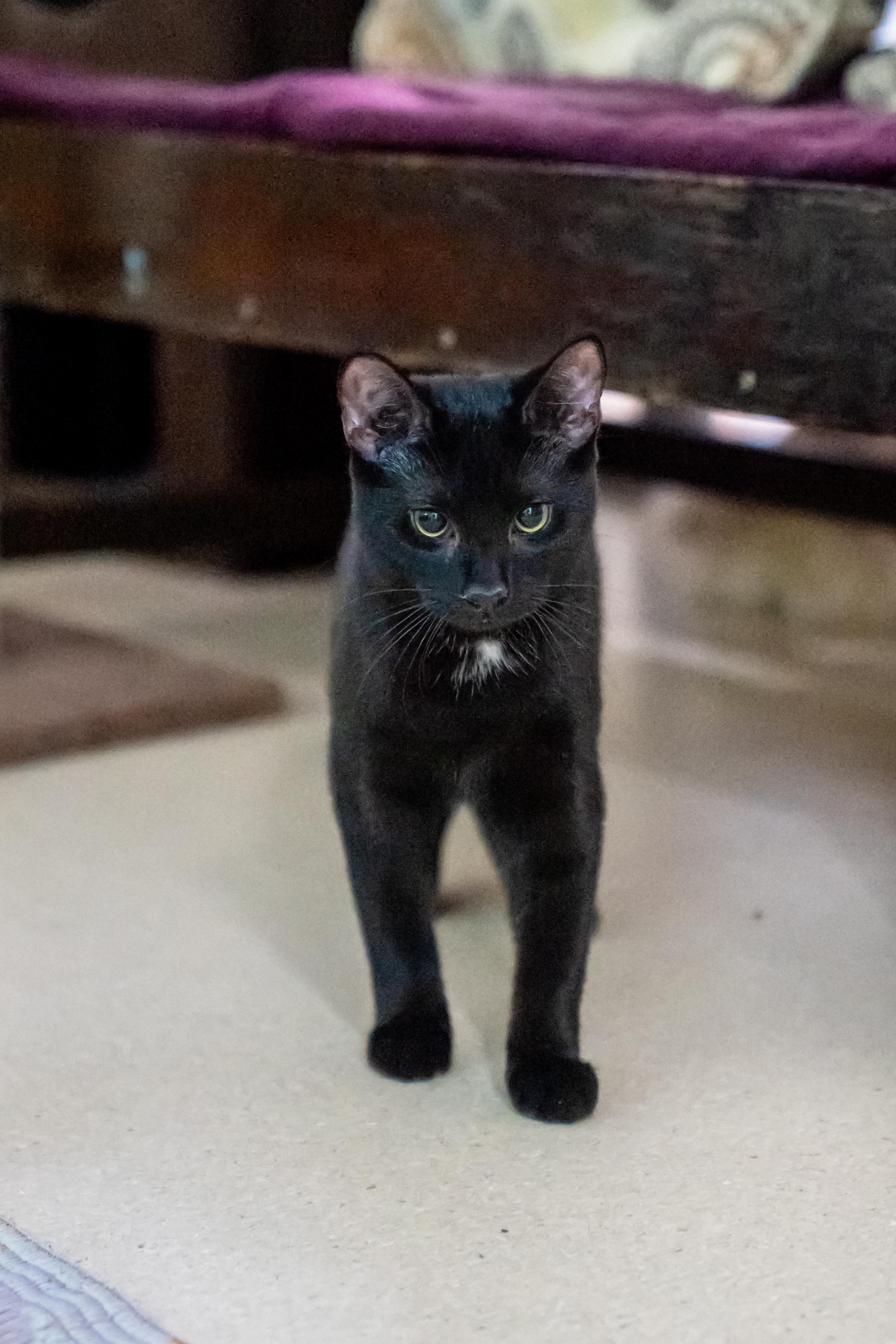 Bunny, an adopted Domestic Short Hair in Dellslow, WV image 4/4