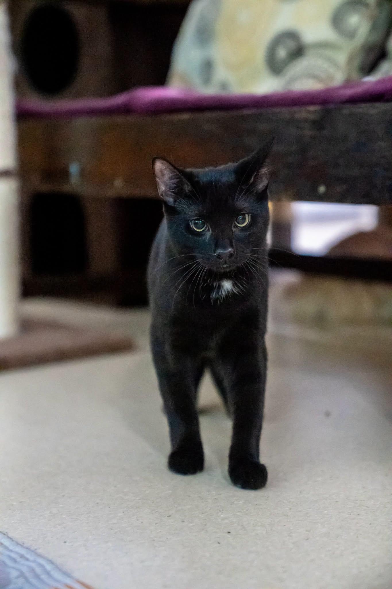 Bunny, adopted, Young Male Domestic Short Hair.