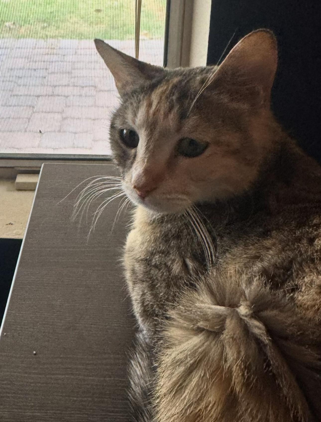 Charlotte, Adoptable, Adult Female Domestic Short Hair.