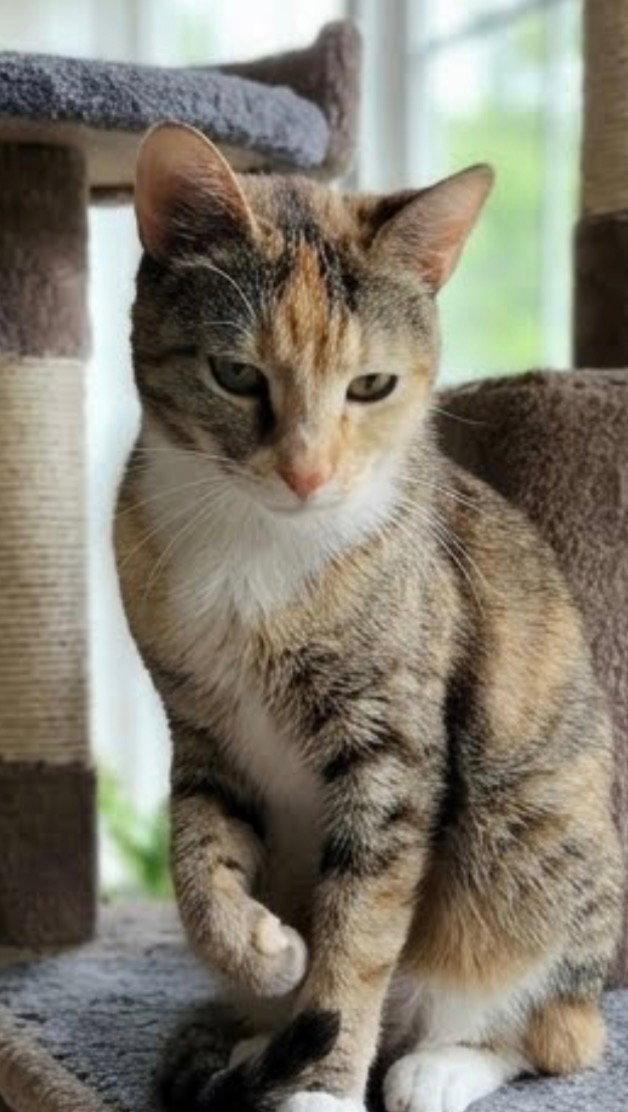 Enlarge Charlotte, a Adoptable Domestic Short Hair in Chandler, AZ image 2/3