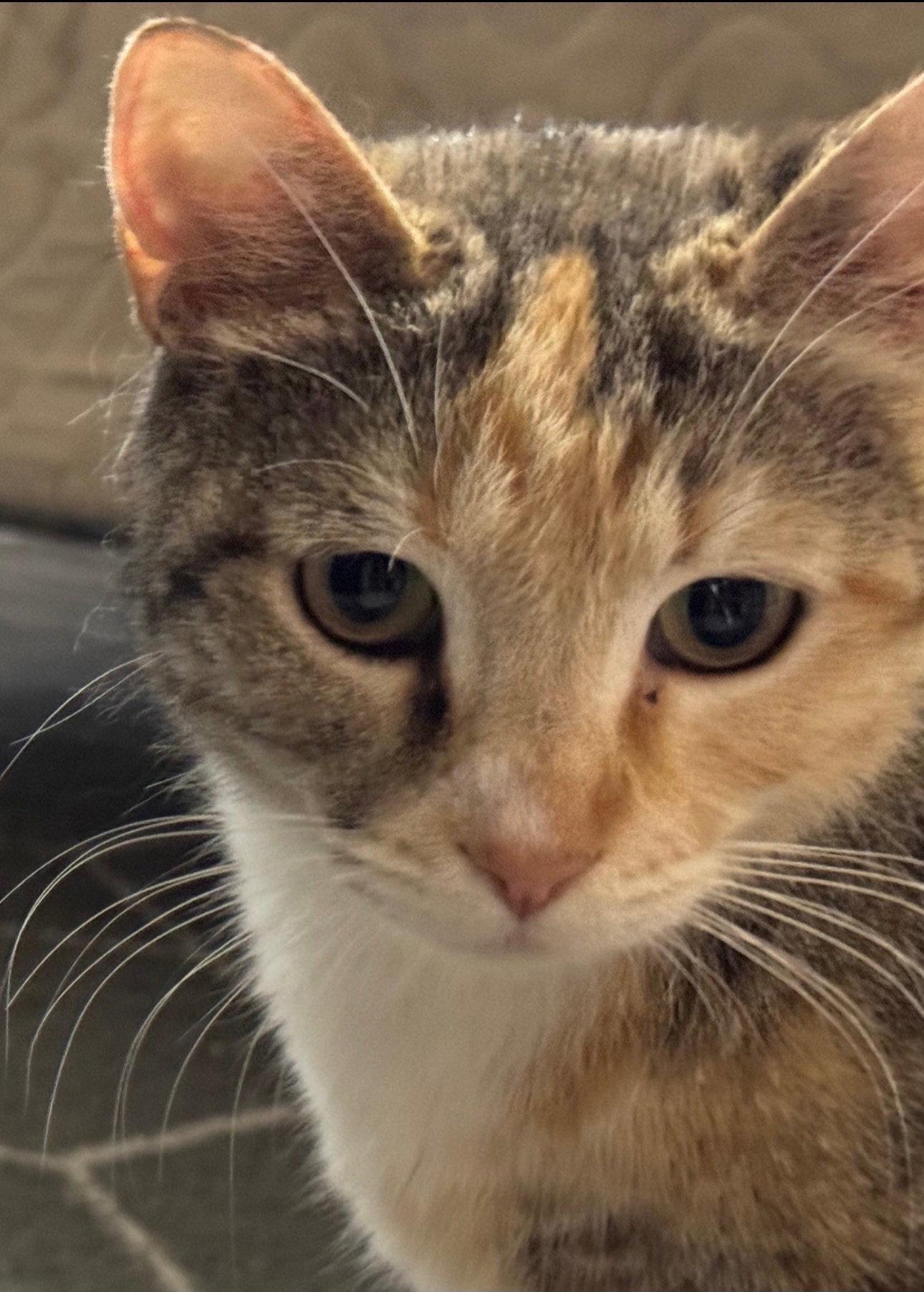 Enlarge Charlotte, a Adoptable Domestic Short Hair in Chandler, AZ image 3/3