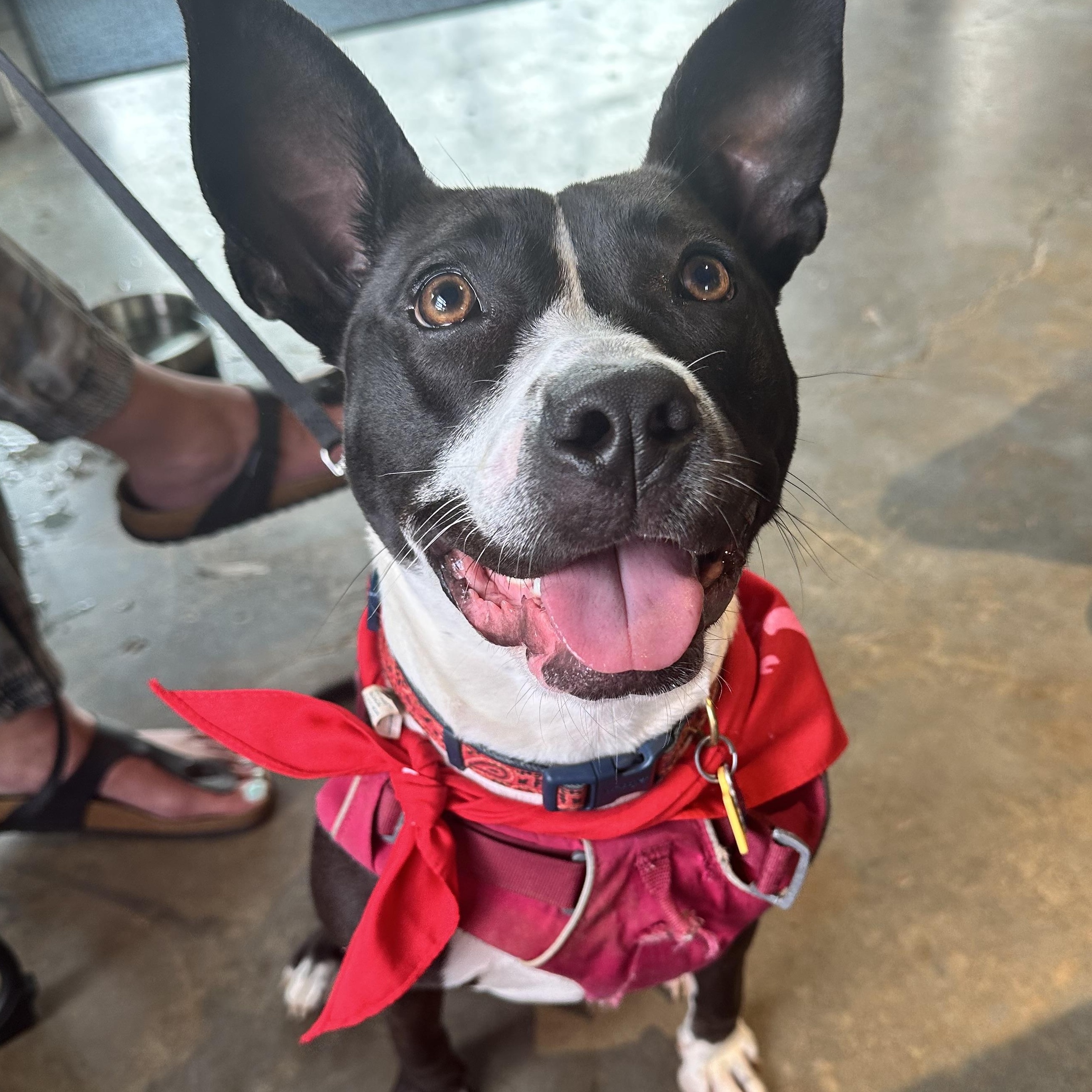 Enlarge LunaBelle, a Adoptable mixed breed in Charlotte, NC image 2/6