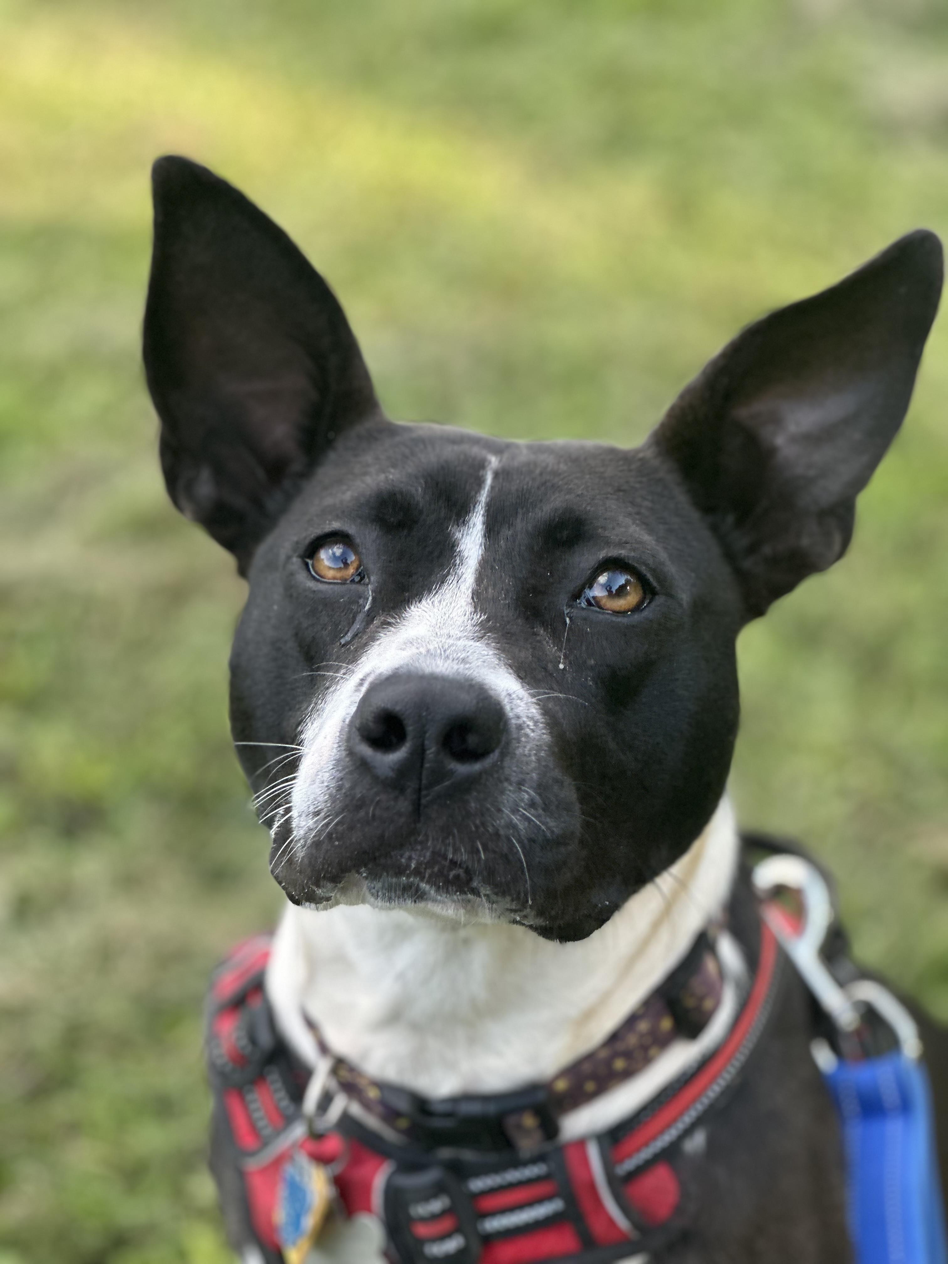 Enlarge LunaBelle, a Adoptable mixed breed in Charlotte, NC image 5/6