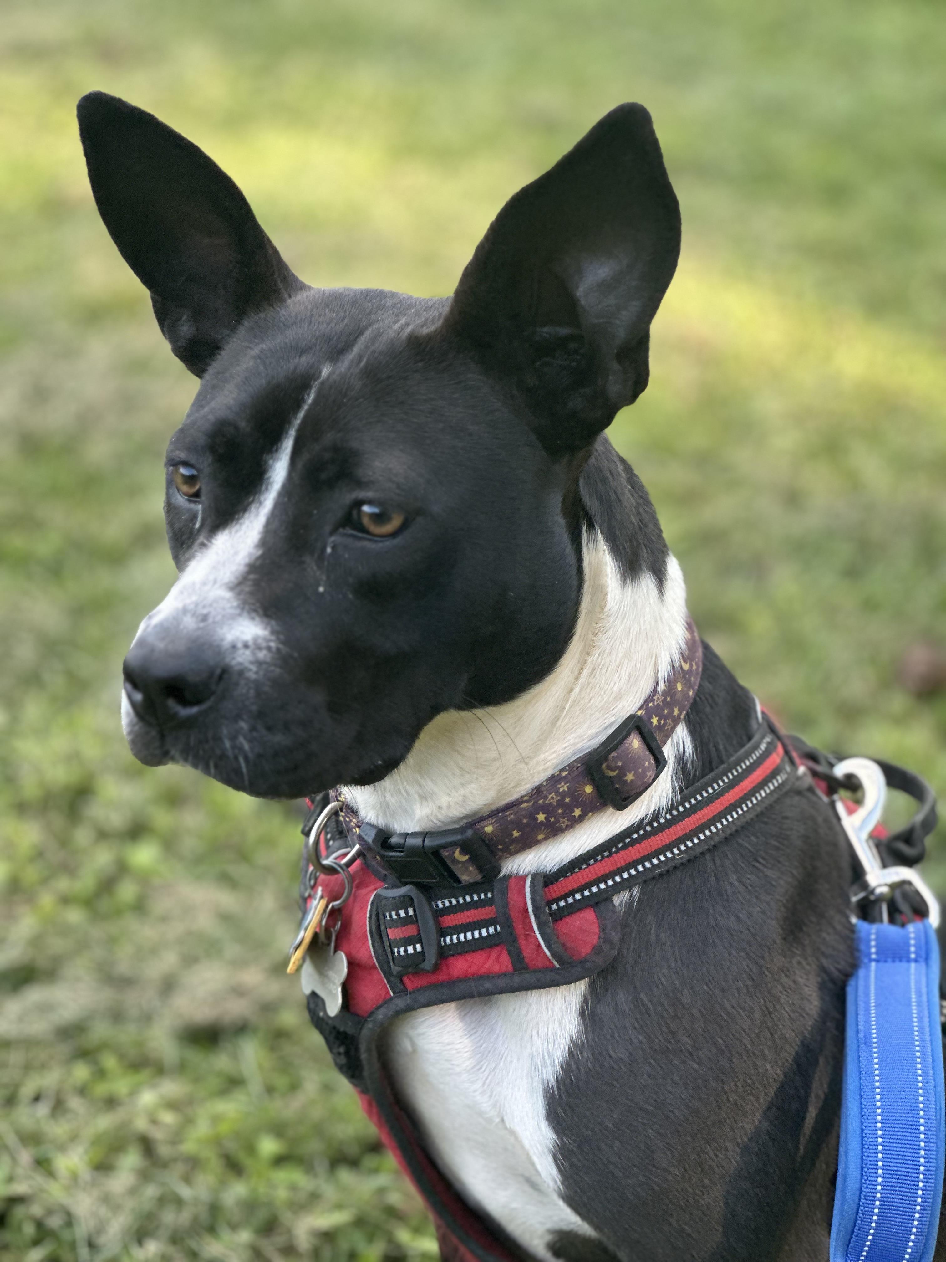 Enlarge LunaBelle, a Adoptable mixed breed in Charlotte, NC image 4/6