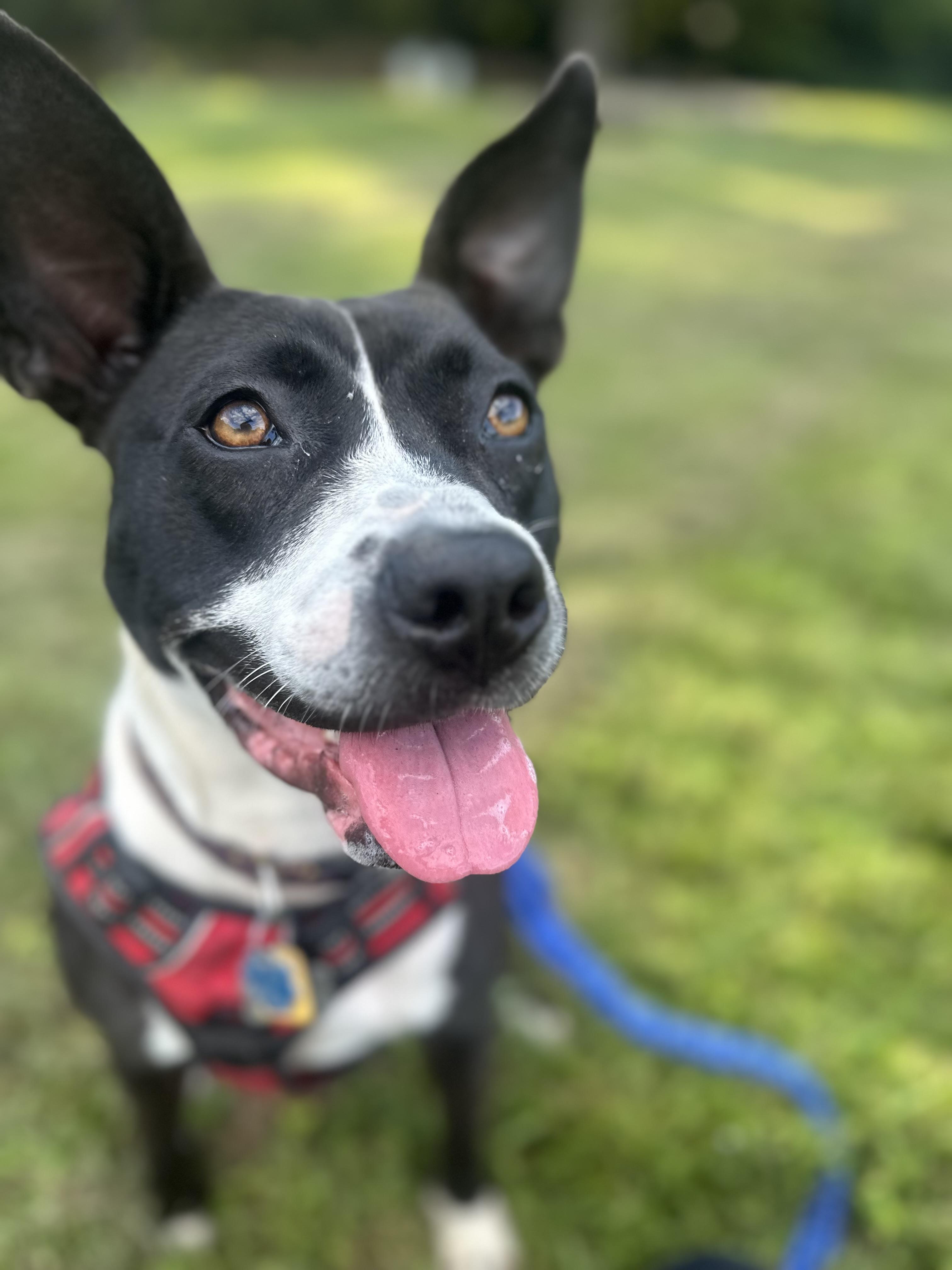 Enlarge LunaBelle, a Adoptable mixed breed in Charlotte, NC image 1/6