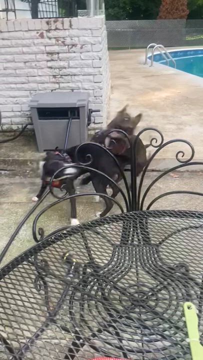 Enlarge LunaBelle, a Adoptable mixed breed in Charlotte, NC video 3/6