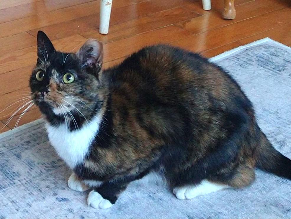 JAMIE, a Adoptable Calico in Saddle River, NJ image 4/5