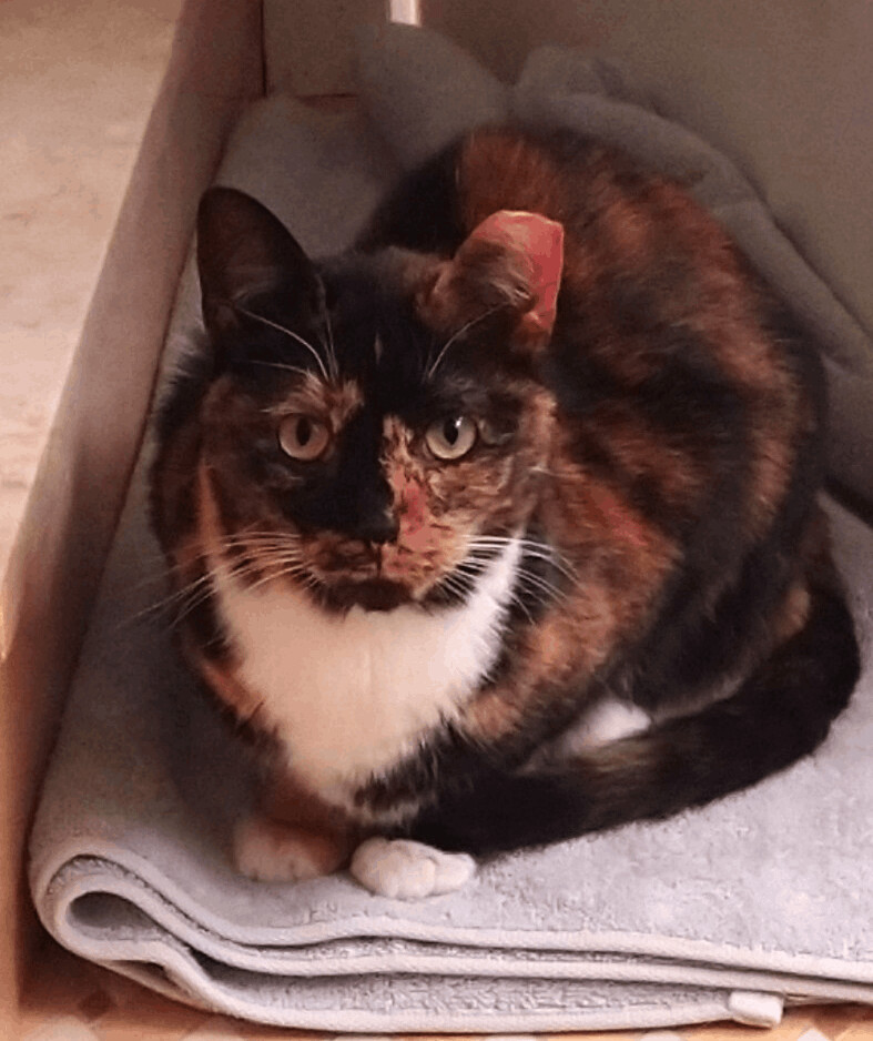 JAMIE, a Adoptable Calico in Saddle River, NJ image 2/5