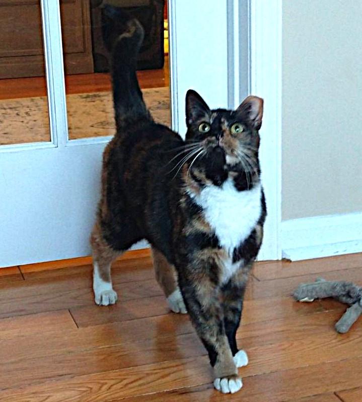 JAMIE, a Adoptable Calico in Saddle River, NJ image 5/5