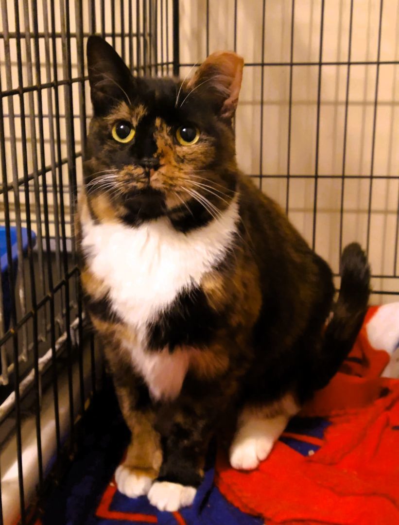 JAMIE, a Adoptable Calico in Saddle River, NJ image 3/5