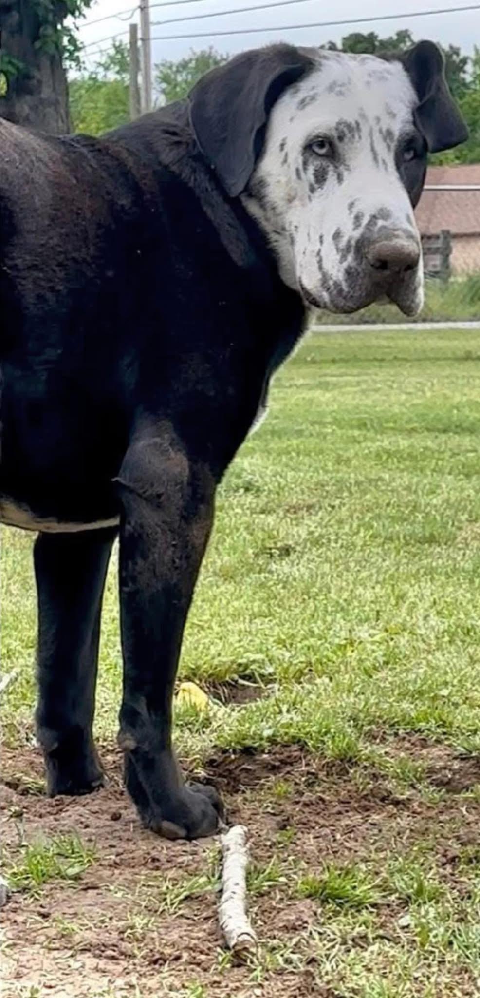 Enlarge Celeste, a Adoptable mixed breed in Allentown, PA image 5/5