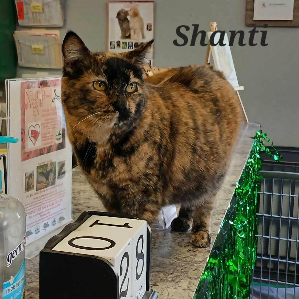 Shanti, Adoptable, Adult Female Domestic Short Hair.