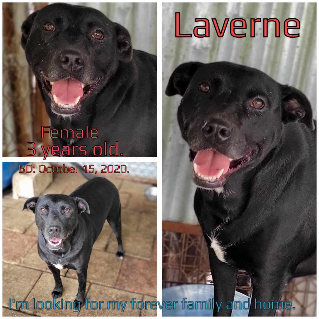 Laverne, Adoptable, Adult Female Mixed Breed.