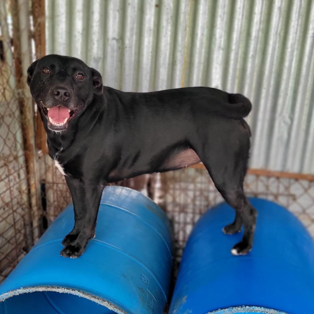 Laverne, a Adoptable Mixed Breed in Boaz, AL image 2/3