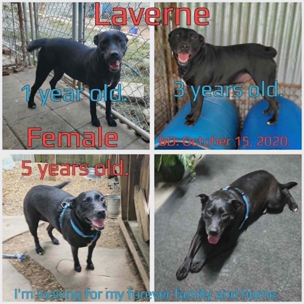 Enlarge Laverne, a Adoptable Mixed Breed in Boaz, AL image 2/5